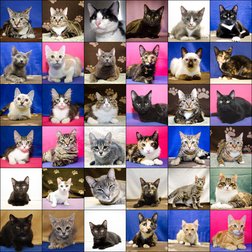 We have found homes for over 200 kittens.